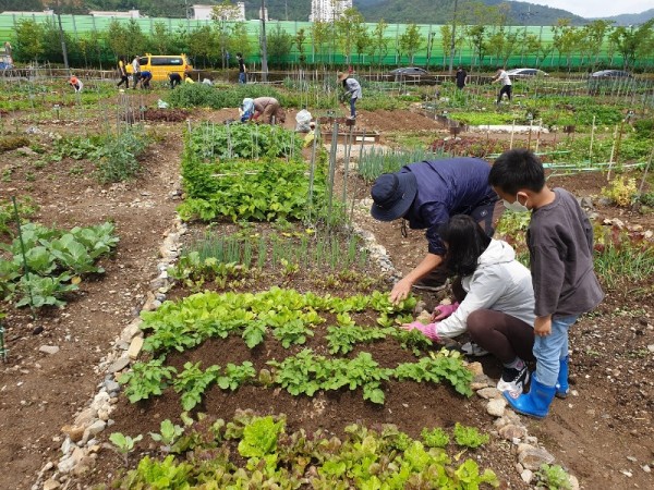 2. 도시텃밭2.jpg